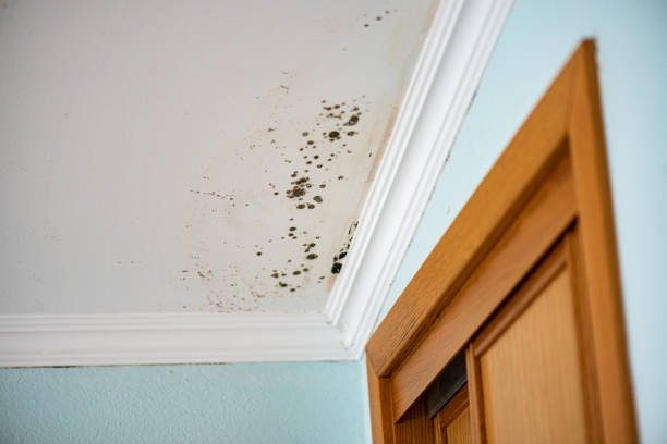 Best Attic Mold Removal  in Lake Cherokee, TX